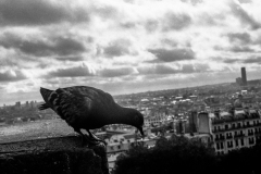 olympus, paris, říjen 2013